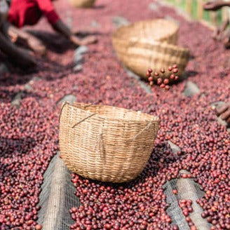 Prodigal Coffee, Qunqana - Ethiopia, Honey