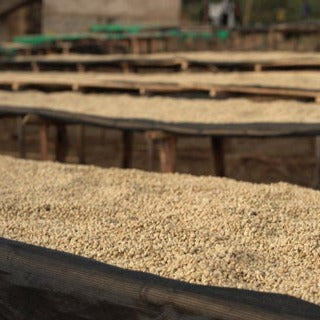 Prodigal Coffee, Danche Lot#2 - Ehiopia, washed